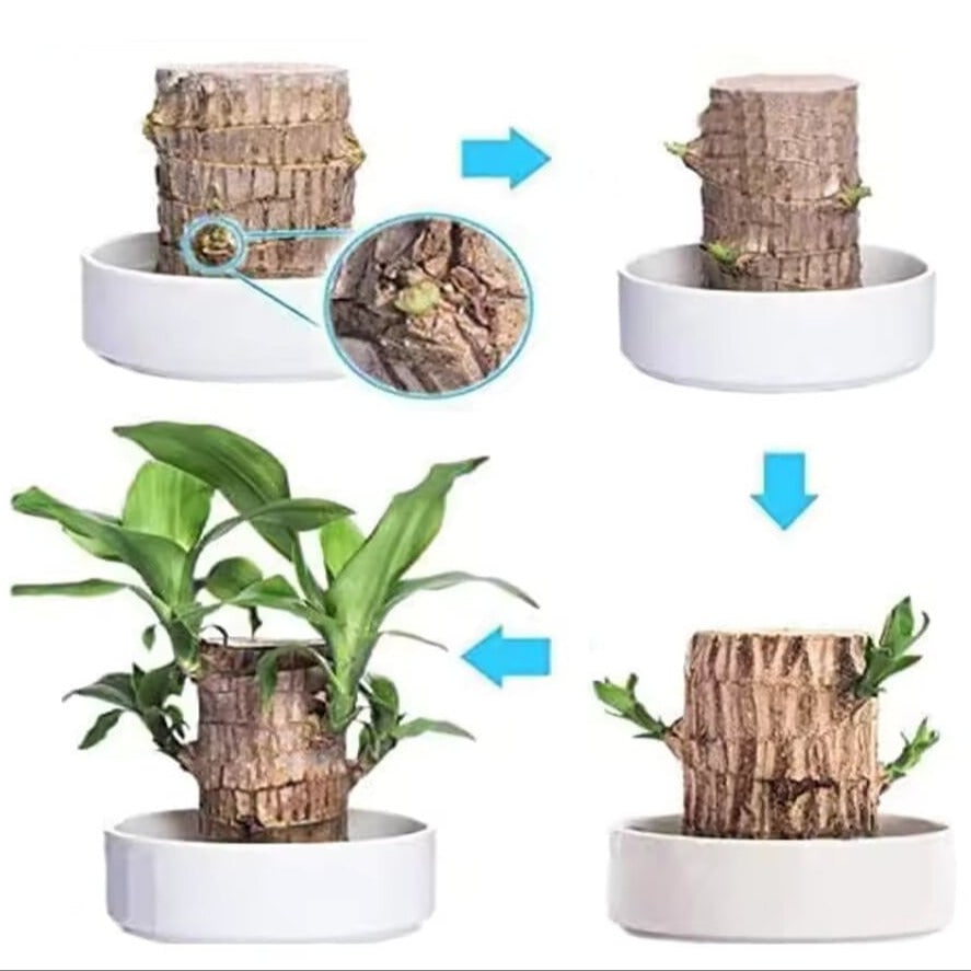 Effortless Indoor Greenery: Air-Cleansing Hydroponic Plant Setup