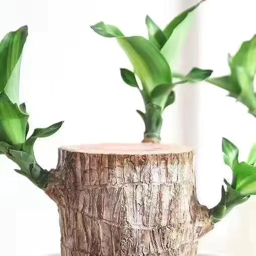 Indoor Air-Purifying Brazilian Lucky Wood Plant – Home Décor