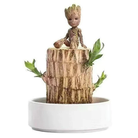 Brazilian wood 5-6cm with Groot