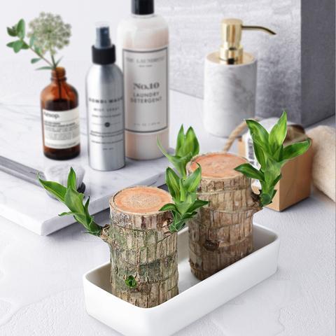 Indoor Air-Purifying Brazilian Lucky Wood Plant – Home Décor