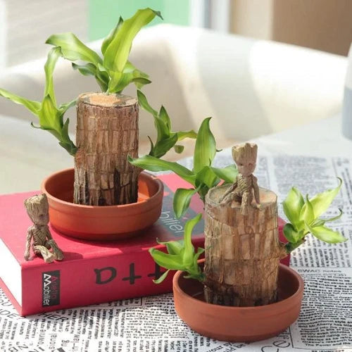 Indoor Air-Purifying Brazilian Lucky Wood Plant – Home Décor