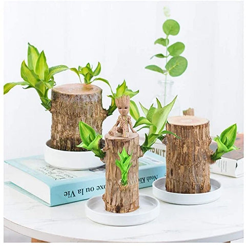 Indoor Air-Purifying Brazilian Lucky Wood Plant – Home Décor
