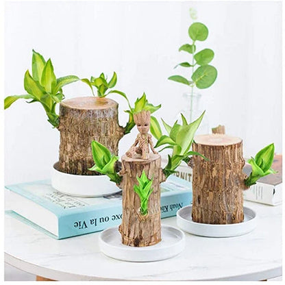 Indoor Air-Purifying Brazilian Lucky Wood Plant – Home Décor