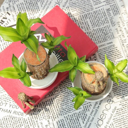 Indoor Air-Purifying Brazilian Lucky Wood Plant – Home Décor