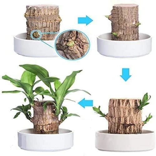 Indoor Air-Purifying Brazilian Lucky Wood Plant – Home Décor
