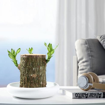 Indoor Air-Purifying Brazilian Lucky Wood Plant – Home Décor