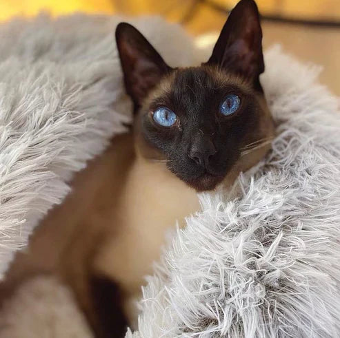 50% OFF | Comfortable Pet Bed - Last Day of Discount