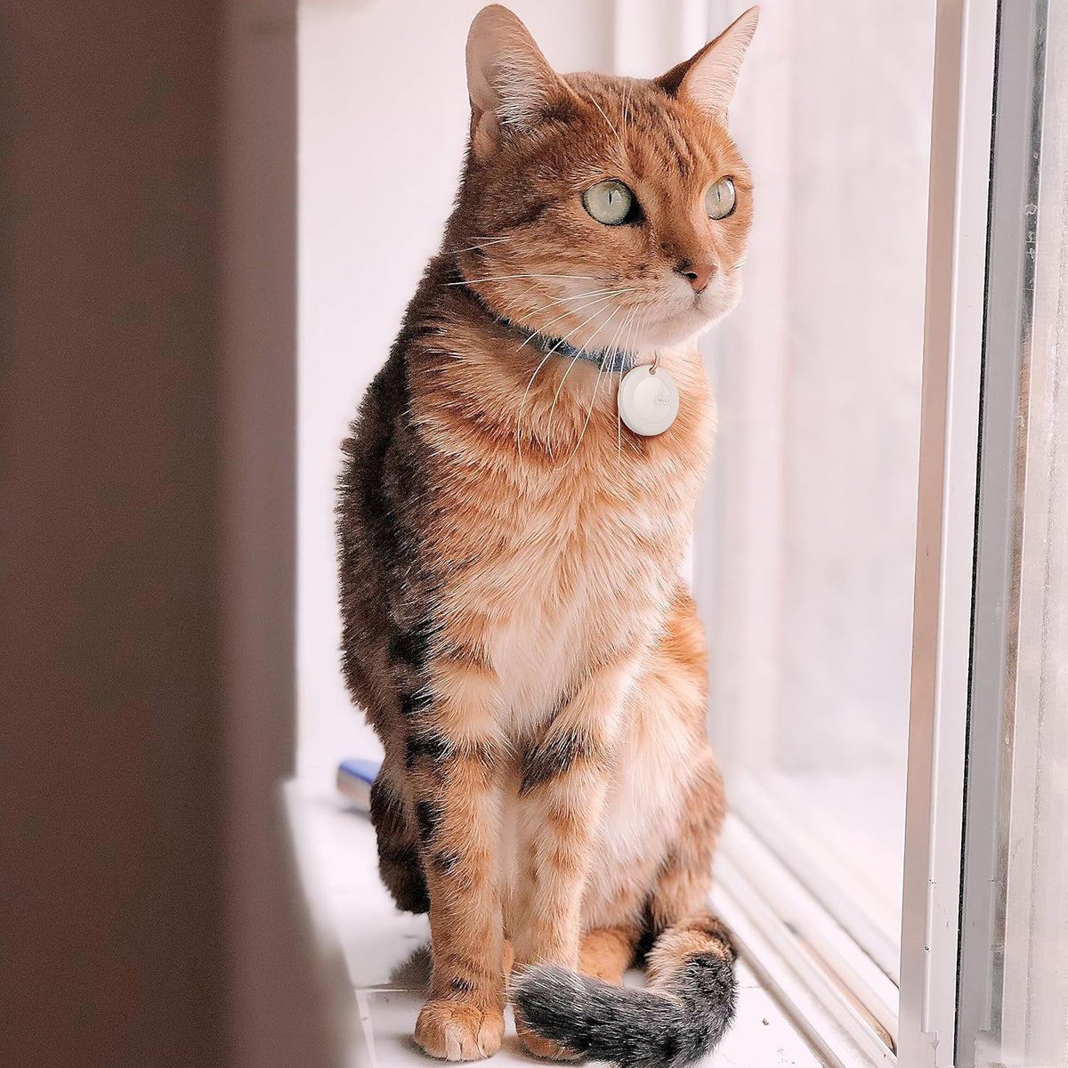 Bluetooth Pet Locator - Smart GPS Anti-Loss Tracker