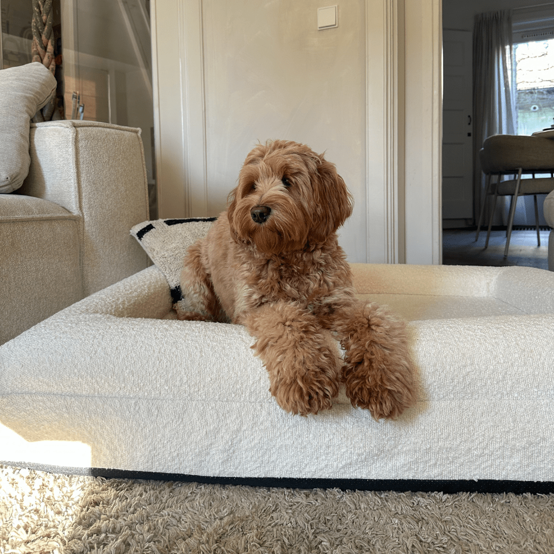 Orthopedic Dog Bed with Bouclé Cover – Washable Memory Foam Cushion
