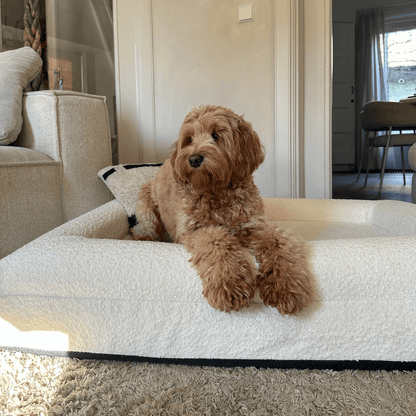 Orthopedic Dog Bed with Bouclé Cover – Washable Memory Foam Cushion