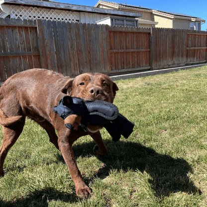 Interactive Dog Toy with Squeaker – PAWBEAR Design
