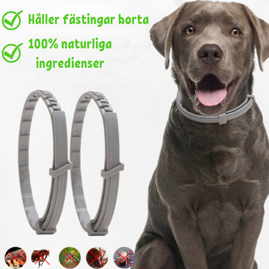Multi-Protection Collar for Flea and Tick Defense