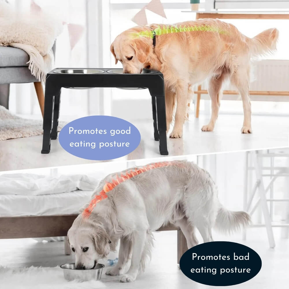 Elevated Dog Bowl for Healthy Meals – Ergonomic Slow Feeder