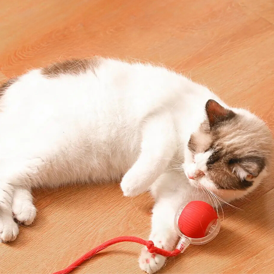 Interactive Indoor Cat Toy with Tail Movement for Playtime