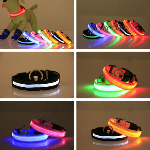 IlluminatePet Safety Collar for Nighttime Adventures