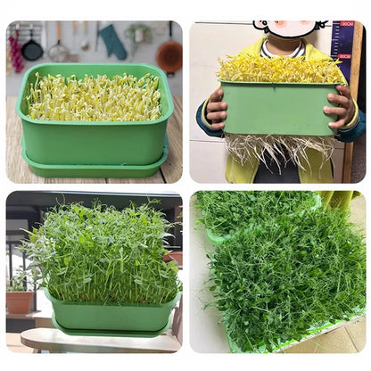Grow Fresh Sprouts Daily – Buy One, Get One Free
