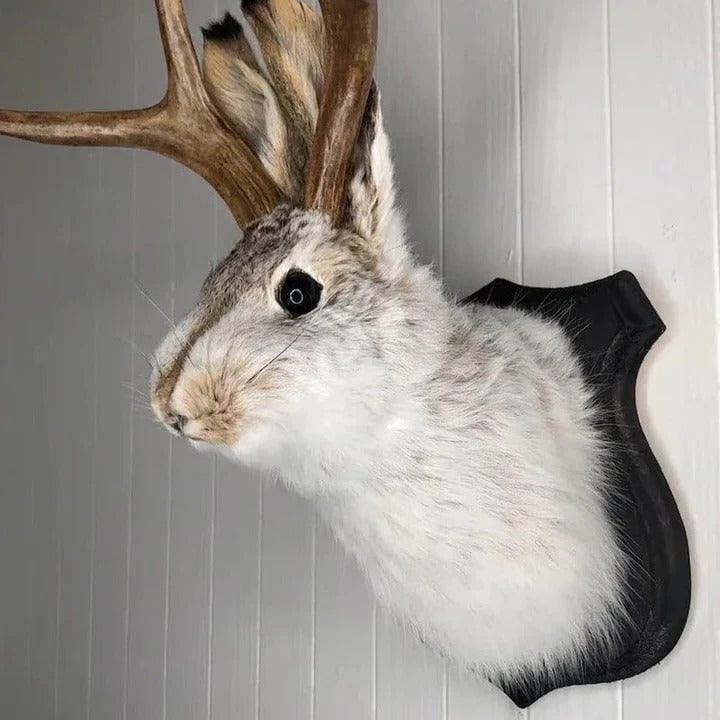 Whimsical Jackalope Head Mount on Rustic Wooden Display