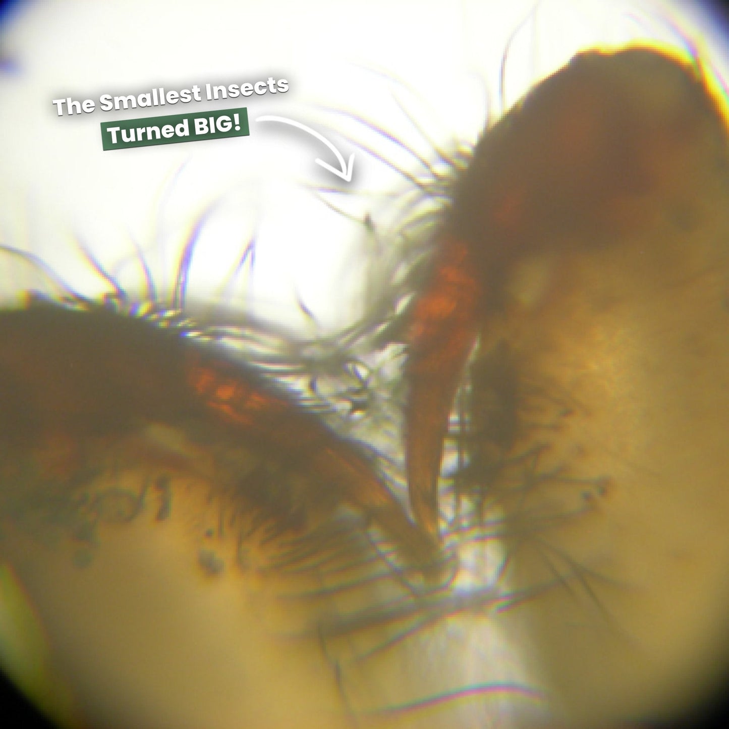 Portable HD Microscope | Explore the Microworld Anywhere