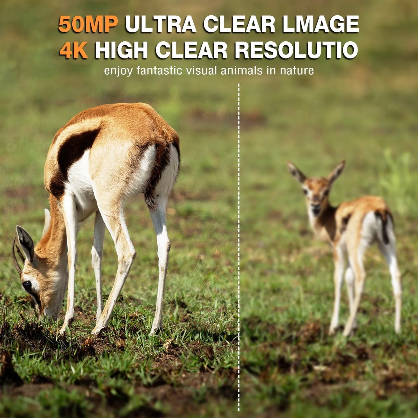 50MP 4K Solar Trail Camera for Wildlife Monitoring